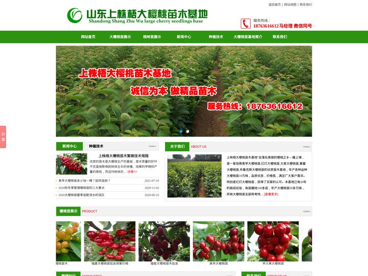 潍坊美早黄蜜布鲁克斯俄罗斯8号大樱桃树苗批发-安丘上株梧苗木基地