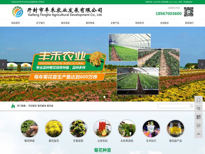 开封菊花_菊花基地_菊花苗-开封市丰禾农业发展有限公司
