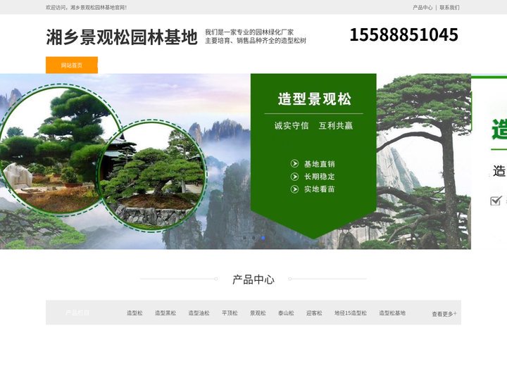 湘乡造型黑松树-泰山迎客松-湘乡平顶松培育-湘乡景观松园林基地