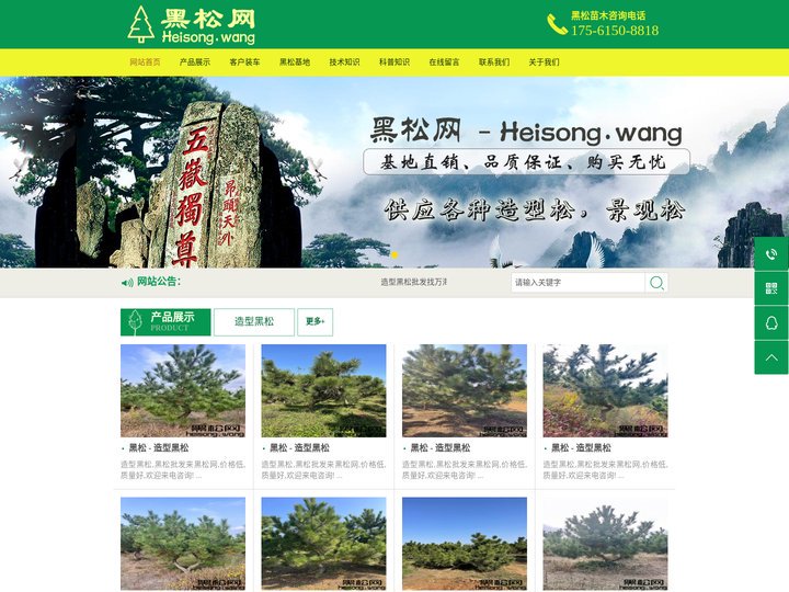 黑松网 - 造型黑松_景观造型黑松_造型黑松批发_景点绿化黑松_黑松基地直供_买黑松就来 Heisong.wang