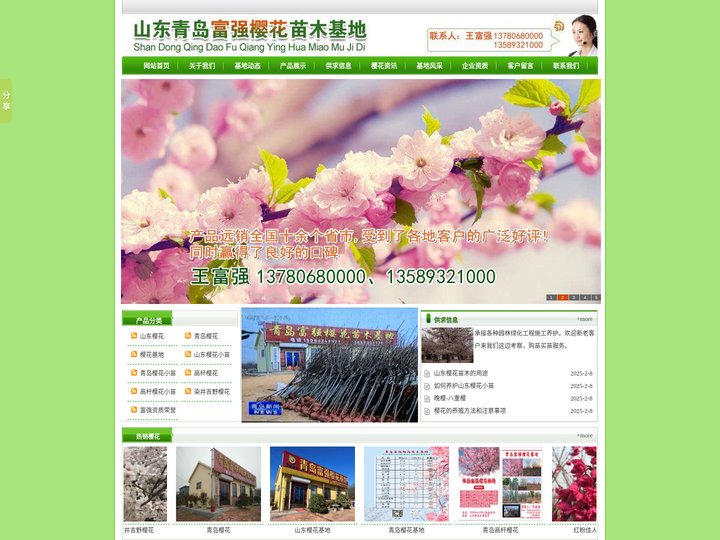 樱花树，染井吉野樱，高杆樱花苗——山东青岛富强樱花苗木基地·首页