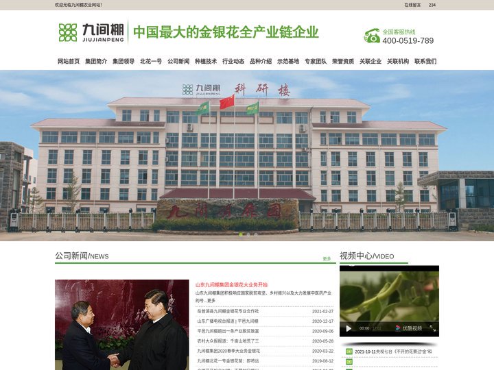 金银花苗木，金银花小苗，北花一号金银花种苗--金银花种苗厂家平邑县九间棚农业科技园有限公司