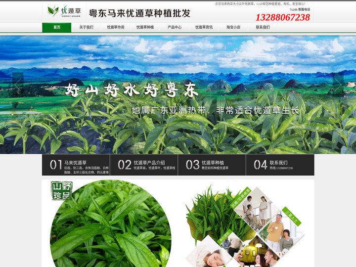 忧遁草-粤东马来忧遁草种植基地,忧遁草种植,忧遁草批发,优盾草销售,鳄嘴花