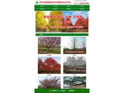 海棠价格-合欢-国槐-樱花-法桐-银杏树-美国红枫价格-邳州市富丽银杏苗木