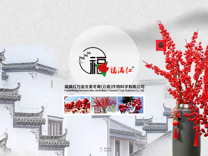 福满红万亩北美冬青基地_北美冬青牙苗_北美冬青杯苗_北美冬青切枝盆栽_厂家批发-云南作物科学有限公司