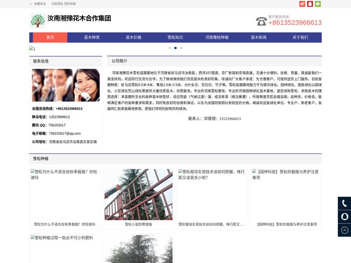 河南雪松,雪松种植_河南雪松,雪松种植