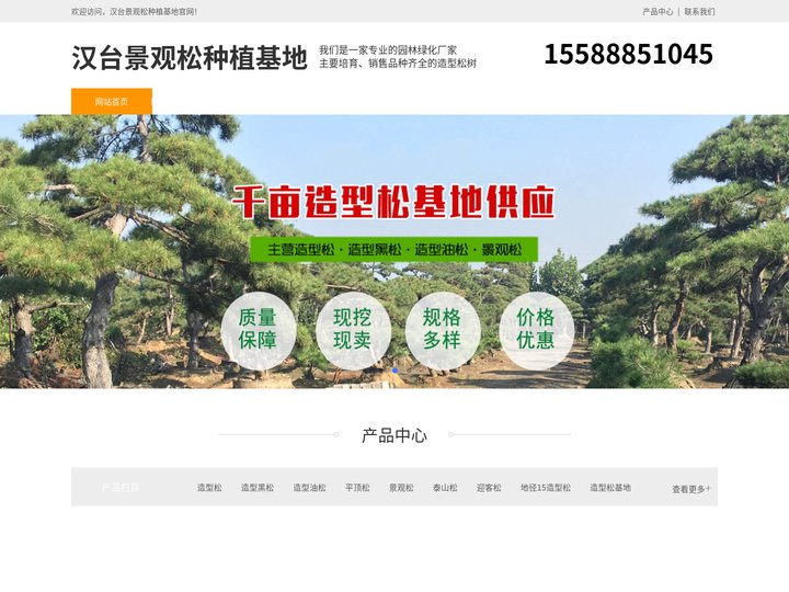 汉台平顶松养护-泰山迎客松-汉台造型黑松树-汉台景观松种植基地