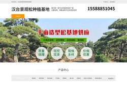 汉台平顶松养护-泰山迎客松-汉台造型黑松树-汉台景观松种植基地