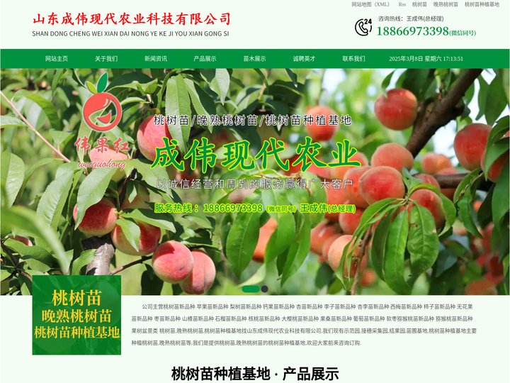 桃树苗|晚熟桃树苗|桃树苗种植基地-山东成伟现代农业科技有限公司
