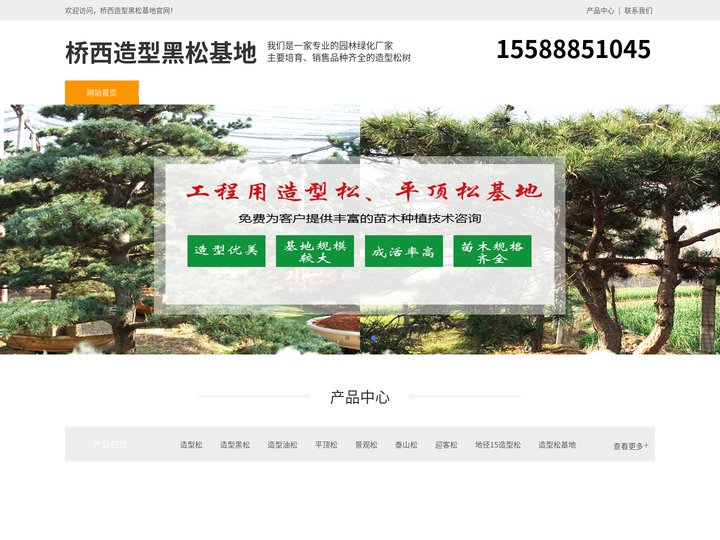 桥西景观松-泰山迎客松-桥西平顶松种植-桥西造型黑松基地