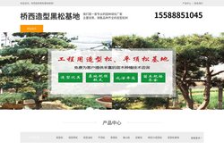 桥西景观松-泰山迎客松-桥西平顶松种植-桥西造型黑松基地