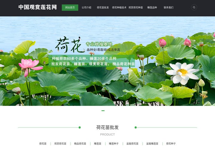 荷花苗批发，观赏荷花种苗，精品荷花种苗，睡莲苗，睡莲品种：15872133445