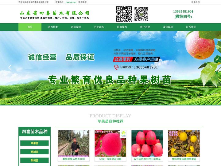 苹果苗-矮化苹果苗-苹果树苗 - 山东省四喜苗木有限公司