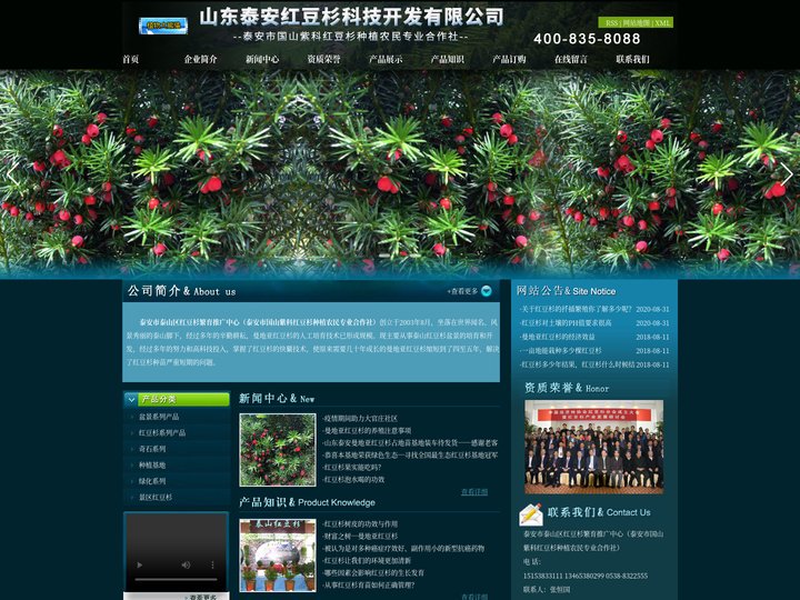 曼地亚红豆杉|曼地亚红豆杉价格|山东曼地亚红豆杉|泰安红豆杉|红豆杉盆景泰安市红豆杉繁育推广中心