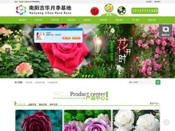 大花月季-大花月季批发-盆栽月季-盆栽月季批发-吉华月季基地