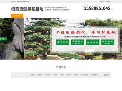 栖霞景观松-泰山迎客松-栖霞平顶松种植-栖霞造型黑松基地