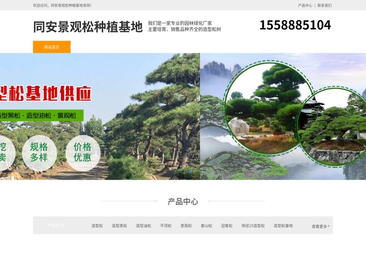 同安平顶松养护-泰山迎客松-同安造型黑松树-同安景观松种植基地