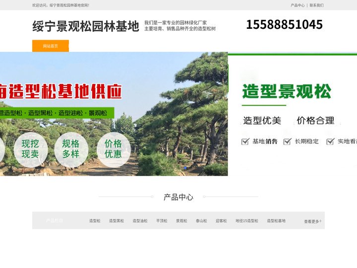 绥宁造型黑松树-泰山迎客松-绥宁平顶松培育-绥宁景观松园林基地