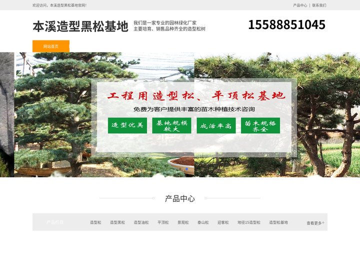 本溪景观松-泰山迎客松-本溪平顶松种植-本溪造型黑松基地