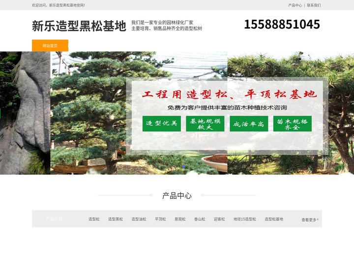 新乐景观松-泰山迎客松-新乐平顶松种植-新乐造型黑松基地