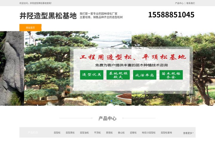 井陉景观松-泰山迎客松-井陉平顶松种植-井陉造型黑松基地