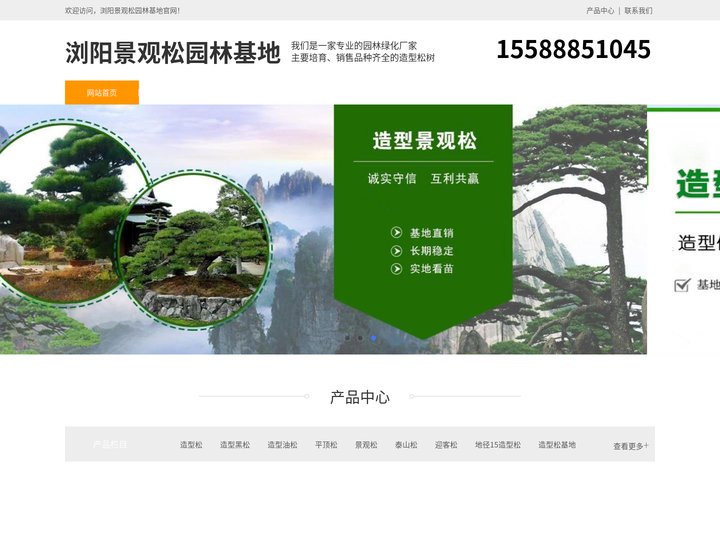 浏阳造型黑松树-泰山迎客松-浏阳平顶松培育-浏阳景观松园林基地