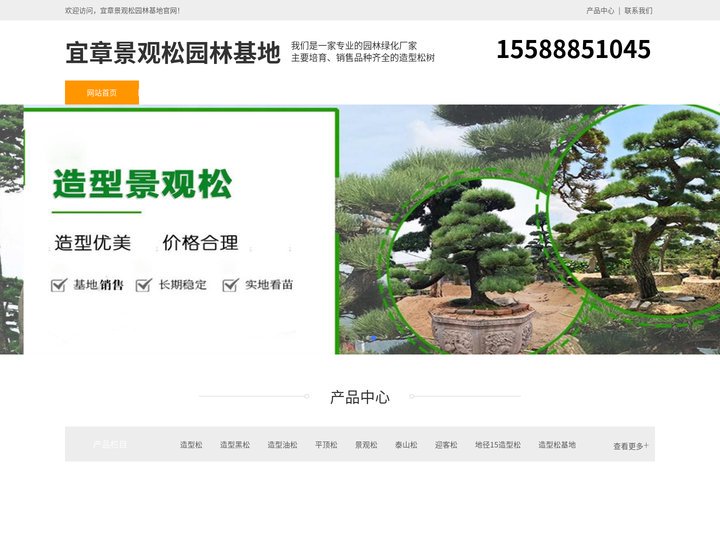 宜章造型黑松树-泰山迎客松-宜章平顶松培育-宜章景观松园林基地