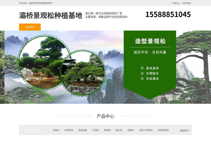 灞桥平顶松养护-泰山迎客松-灞桥造型黑松树-灞桥景观松种植基地