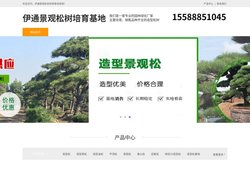 伊通平顶松种植-泰山迎客松-伊通造型黑松-伊通景观松树培育基地
