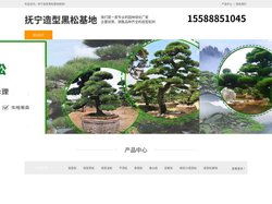抚宁景观松-泰山迎客松-抚宁平顶松种植-抚宁造型黑松基地