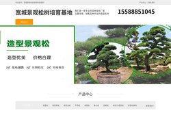 宽城平顶松种植-泰山迎客松-宽城造型黑松-宽城景观松树培育基地