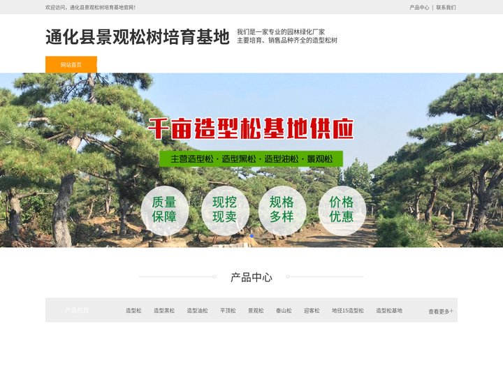 通化县平顶松种植-泰山迎客松-通化县造型黑松-通化县景观松树培育基地