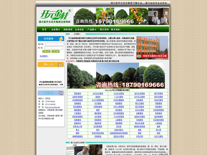 河南桂花,河南金桂,潢川桂花