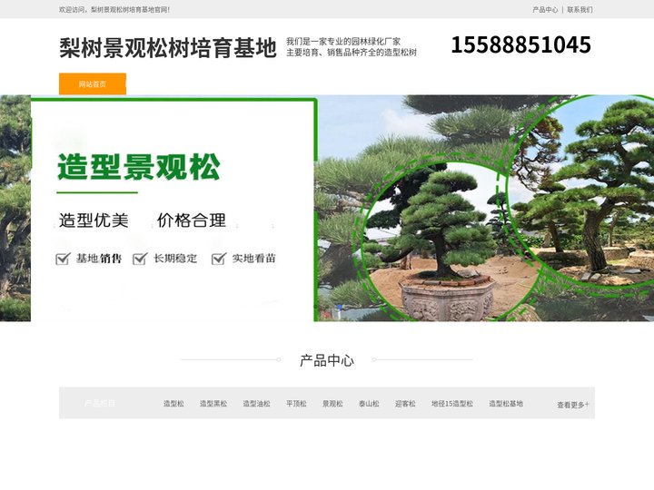 梨树平顶松种植-泰山迎客松-梨树造型黑松-梨树景观松树培育基地