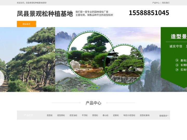 凤县平顶松养护-泰山迎客松-凤县造型黑松树-凤县景观松种植基地