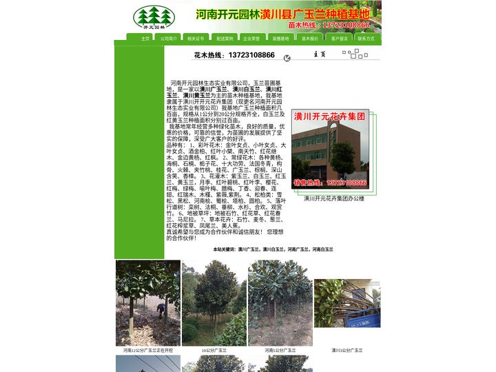 潢川广玉兰,潢川白玉兰,河南广玉兰,河南白玉兰