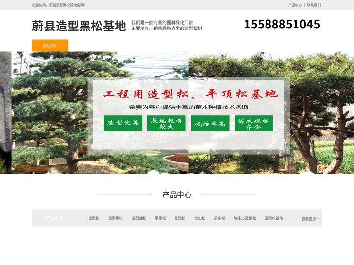 蔚县景观松-泰山迎客松-蔚县平顶松种植-蔚县造型黑松基地