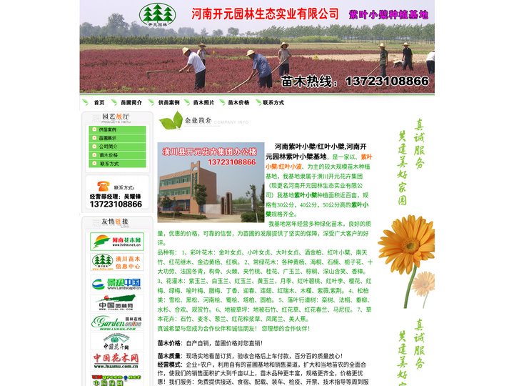 河南紫叶小波/红叶小檗_潢川红叶小檗