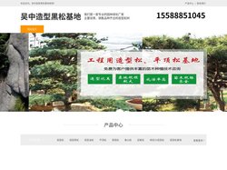 吴中景观松-泰山迎客松-吴中平顶松种植-吴中造型黑松基地