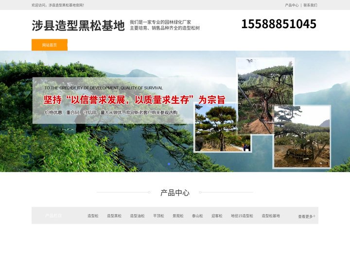 涉县景观松-泰山迎客松-涉县平顶松种植-涉县造型黑松基地
