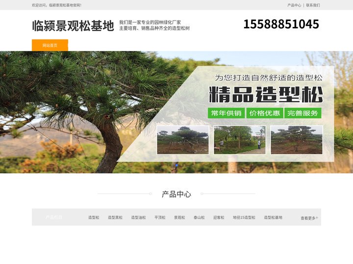 临颍造型黑松-泰山迎客松-临颍平顶松种植-临颍景观松基地