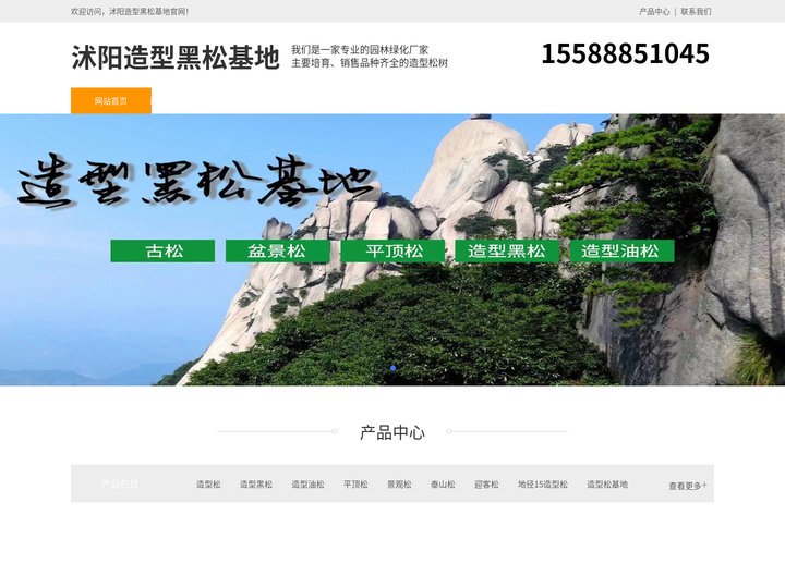 沭阳景观松-泰山迎客松-沭阳平顶松种植-沭阳造型黑松基地
