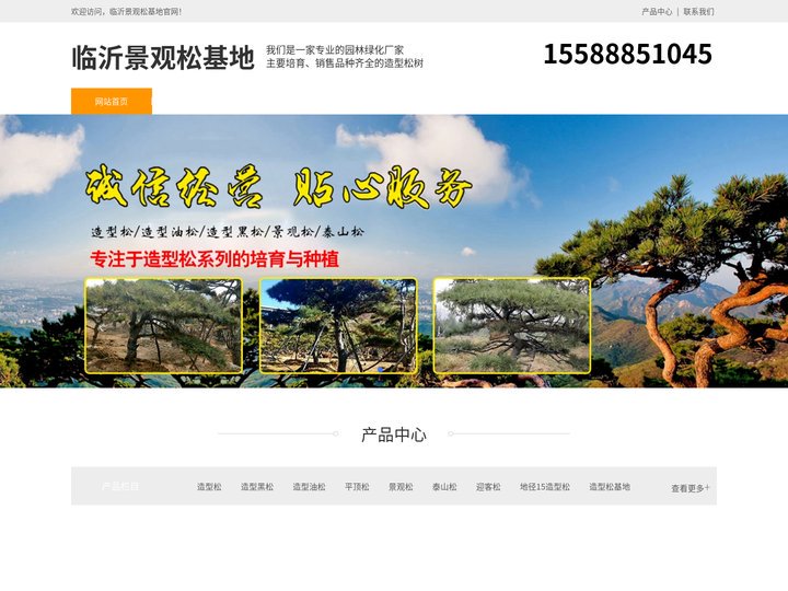 临沂造型黑松-泰山迎客松-临沂平顶松种植-临沂景观松基地