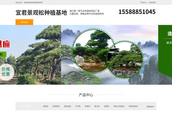 宜君平顶松养护-泰山迎客松-宜君造型黑松树-宜君景观松种植基地