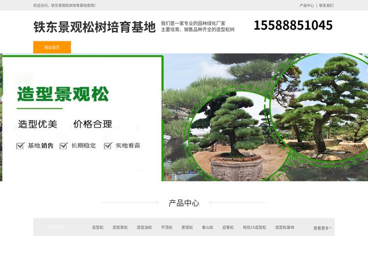 铁东平顶松种植-泰山迎客松-铁东造型黑松-铁东景观松树培育基地
