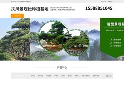 扶风平顶松养护-泰山迎客松-扶风造型黑松树-扶风景观松种植基地