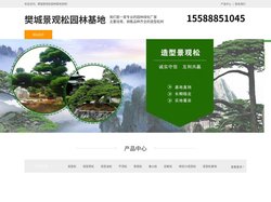 樊城造型黑松树-泰山迎客松-樊城平顶松培育-樊城景观松园林基地