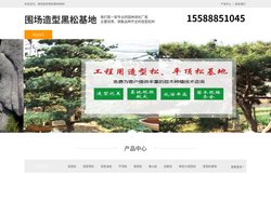 围场景观松-泰山迎客松-围场平顶松种植-围场造型黑松基地