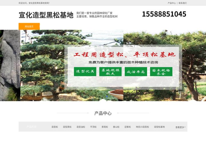 宣化景观松-泰山迎客松-宣化平顶松种植-宣化造型黑松基地