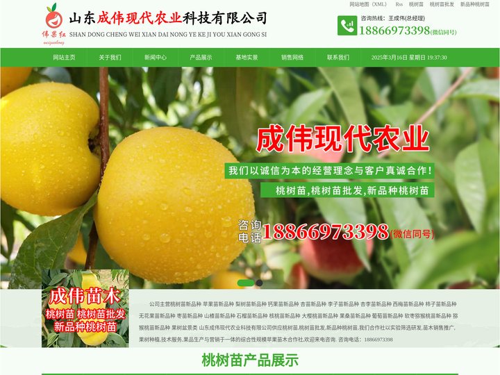 桃树苗|桃树苗批发|新品种桃树苗-山东成伟现代农业科技有限公司